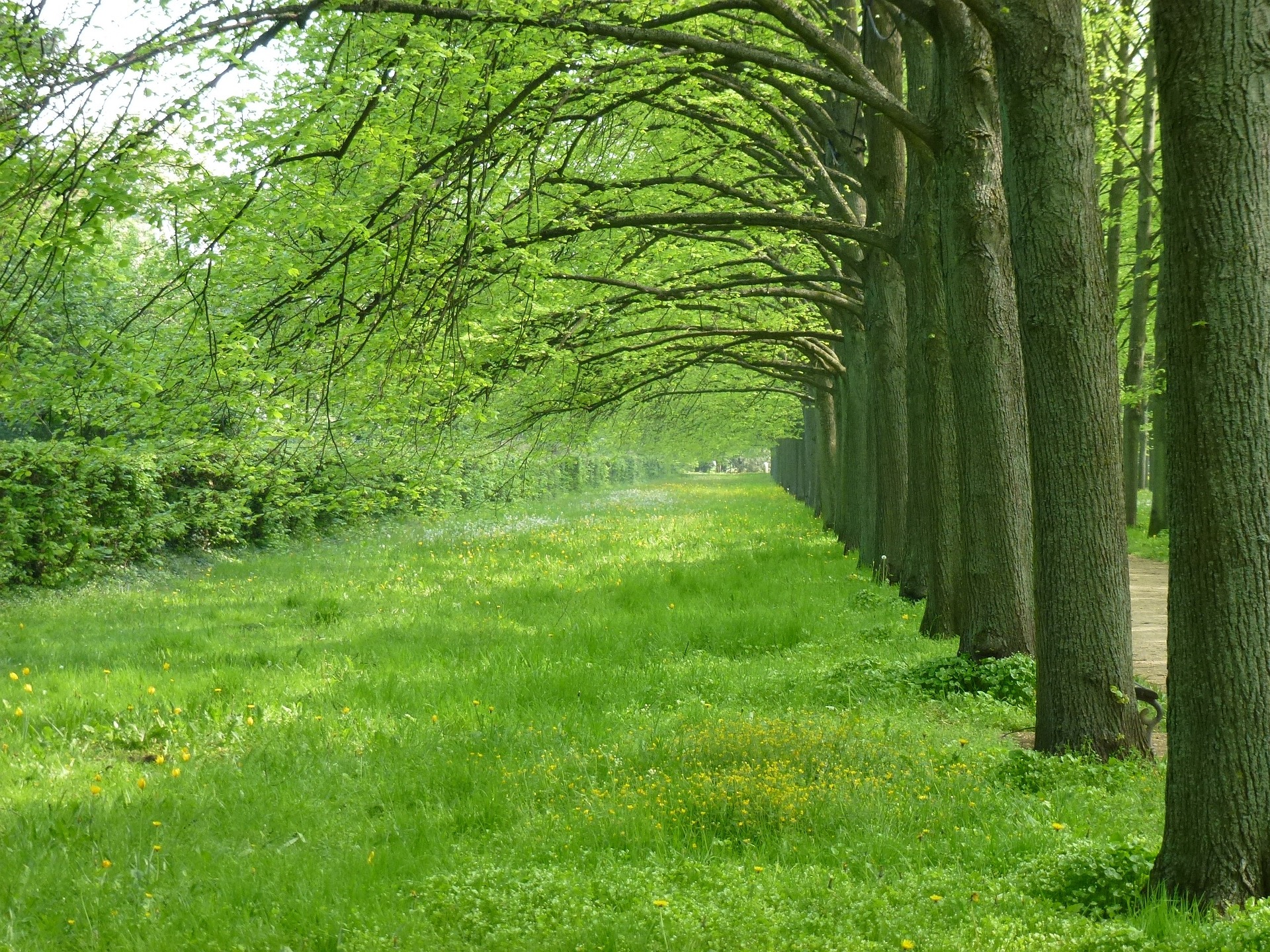 Bild zum Beitrag ESG skeptical zeigt eine Ansicht einer Allee aus dem Celler Franz??sischen Garten