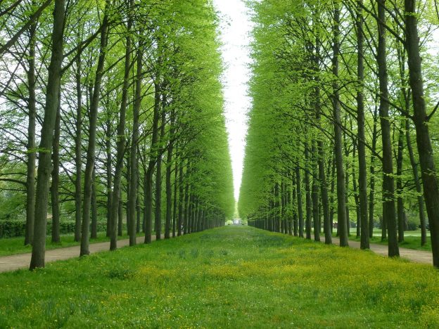 Pixabay picture of trees in Celle by Gerd Funke as symbol for green illusion
