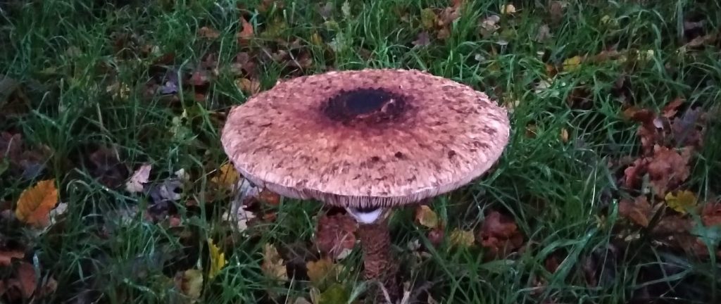 ESG and Impact: Illuminaed mushroom as illustration