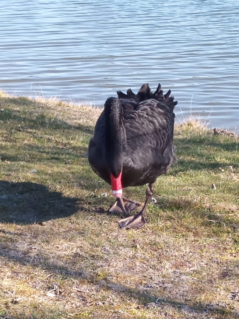 Greenwash: Schwarzer Schwan im Angriffsmodus auf dem Campingplatz Bad D??rkheim