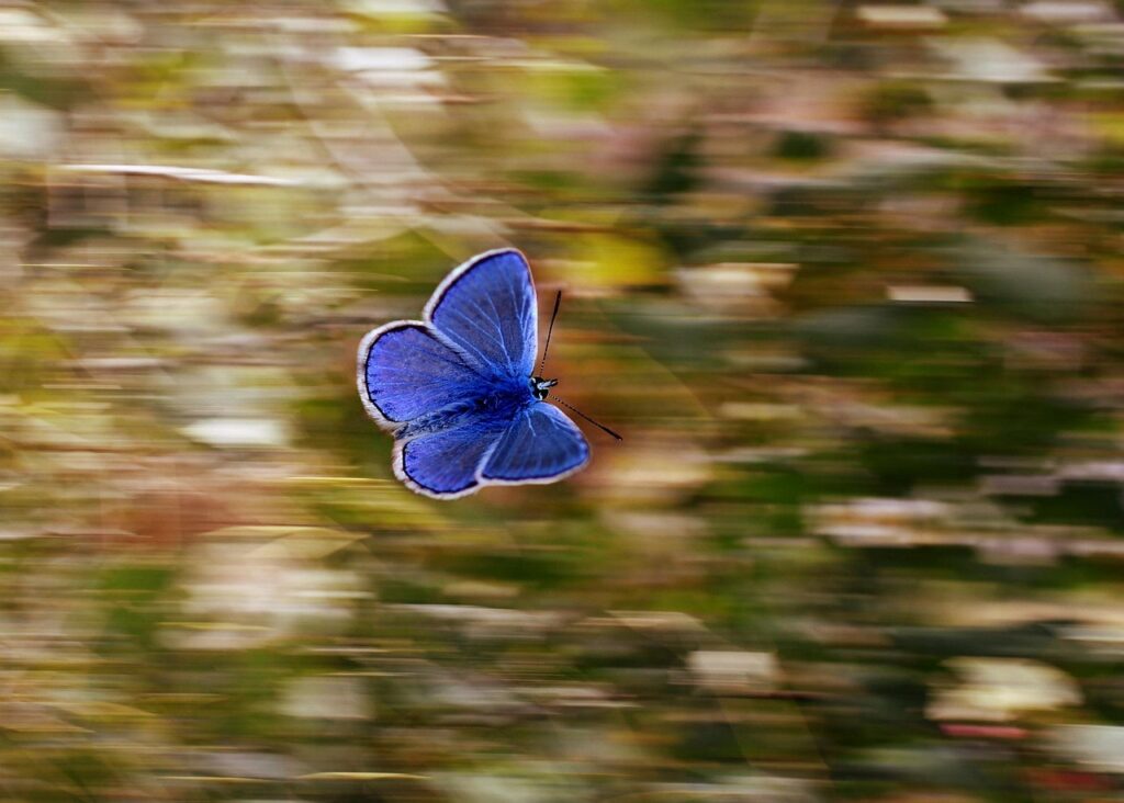 Source: Pixabay