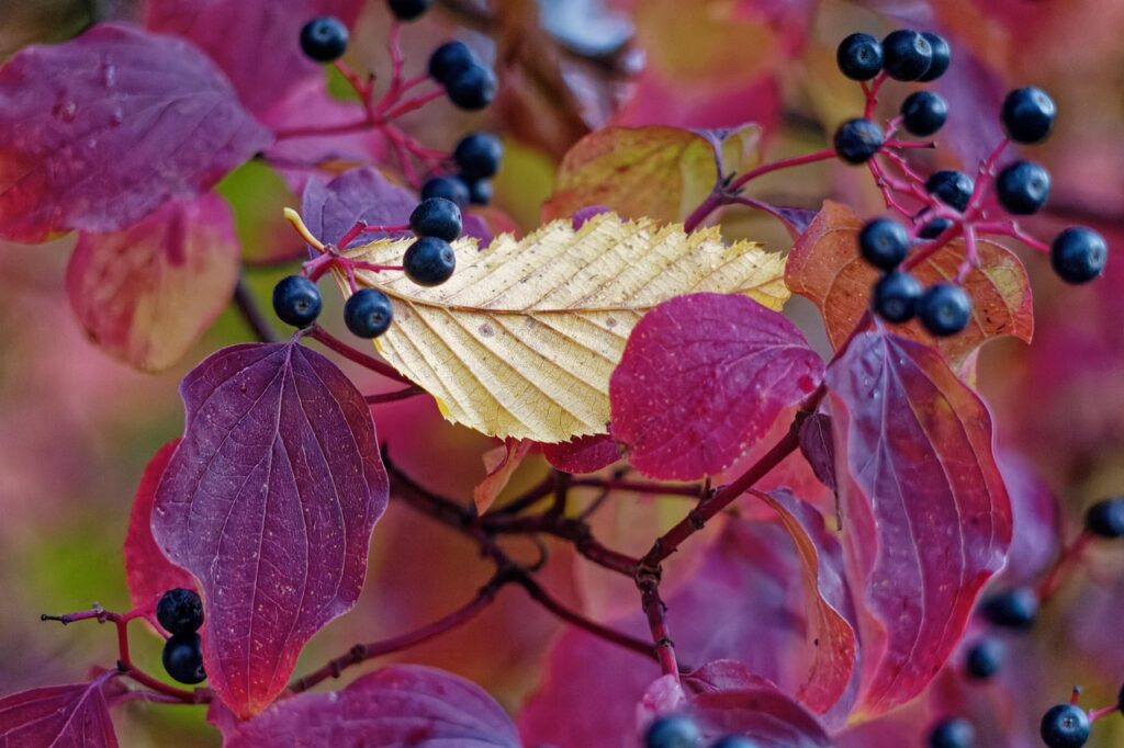 Source: Pixabay