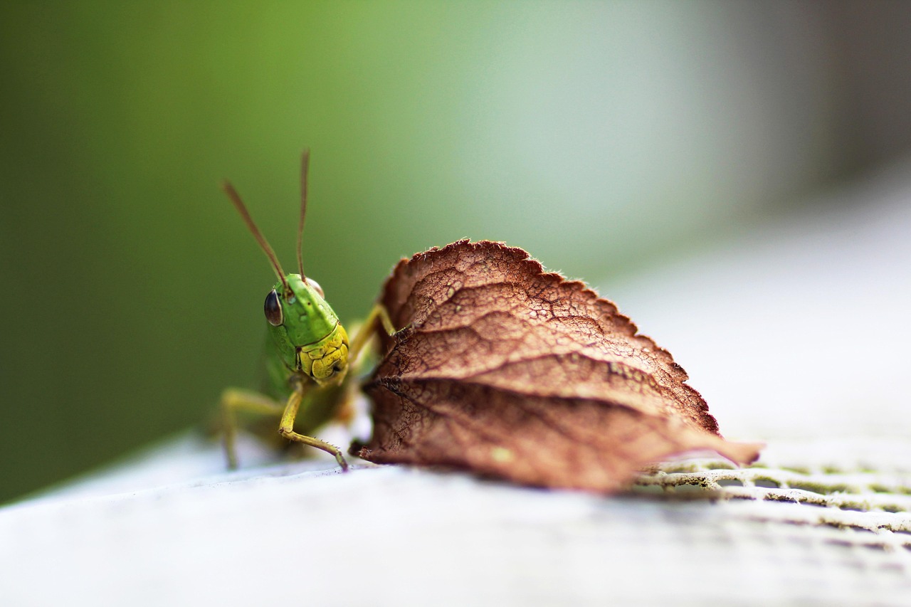 Source: Pixabay