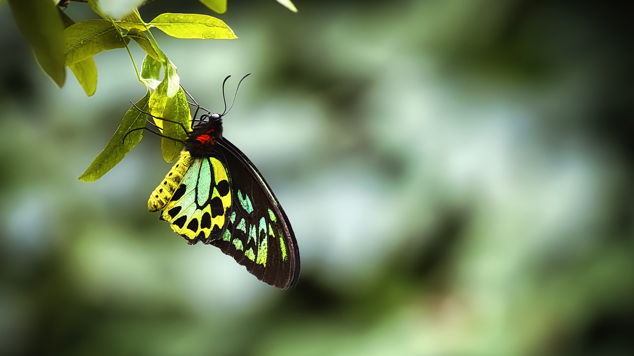 Artikel 9 Fonds Bild eines Schmetterlings von Titus Staunton von Pixabay