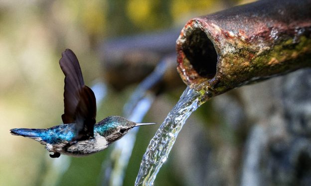Engagement test illustrated by picture of Hummingbird and water pipe by Pixabay