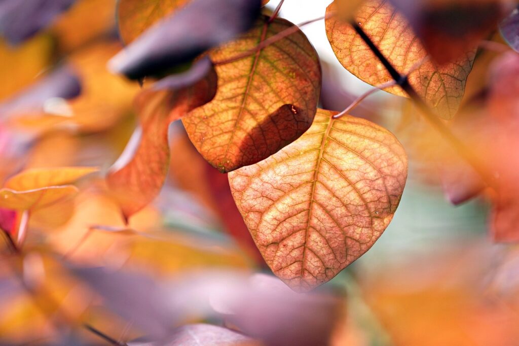 Source: Pixabay