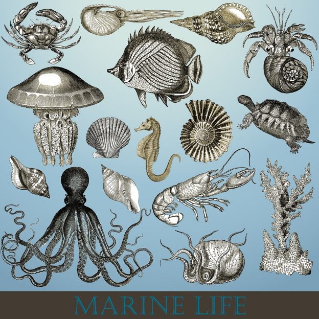 Biodiversity risk illustration with Marine Life picture fom Pixabay