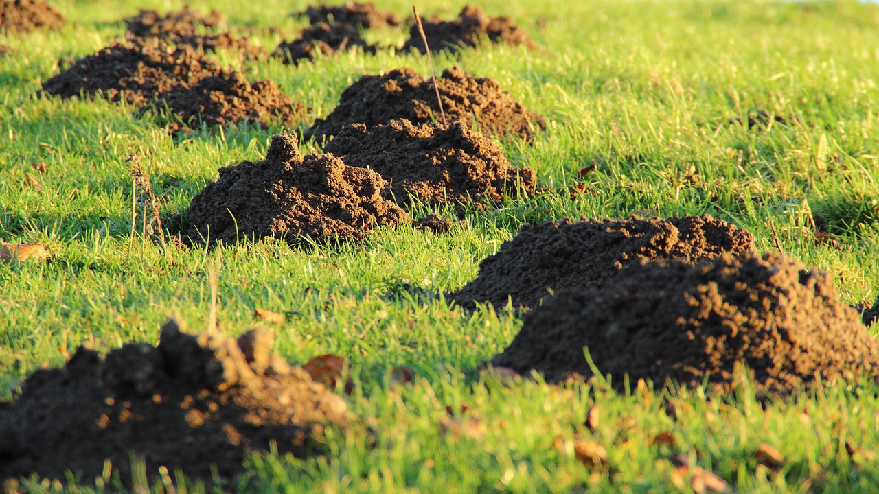 Molehills as picture for green cover investments