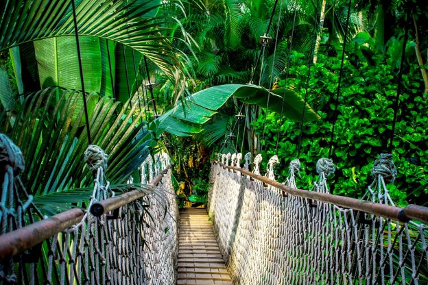 Green risks illustrated with bridge into the jungle by Nile from Pixabay