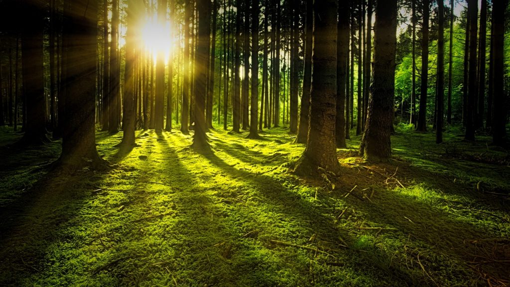 Greenium research: Picture from Pixabay shows forest with sun in the background