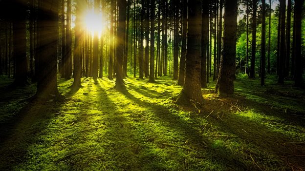 Greenium research: Picture from Pixabay shows forest with sun in the background