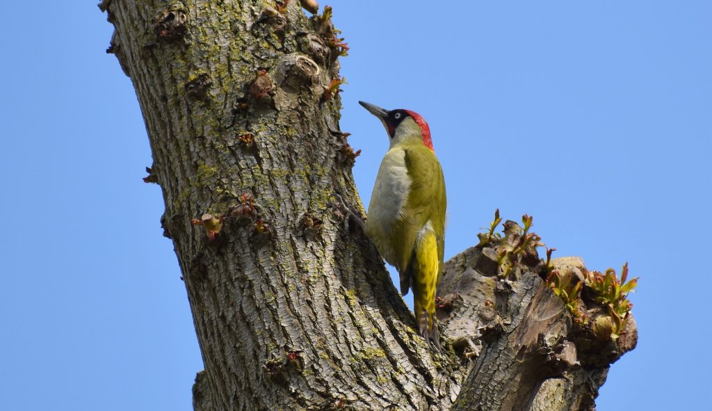 Woodpecker as picture for beyond ESG research, picture by pixabay